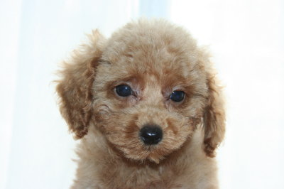 トイプードルレッドの子犬メス、生後２ヶ月画像