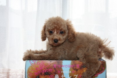 トイプードルレッドの子犬メス、生後２ヶ月画像