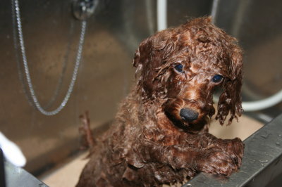 トイプードルの子犬シャンプー、生後3ヶ月画像