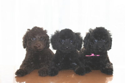 トイプードルブラウンオスとブラック(黒色)メスの子犬、生後2ヶ月画像