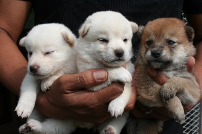 柴犬白色のメス2頭茶色メス1頭の子犬、生後3週間画像