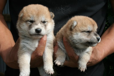 柴犬茶色(赤)の子犬メス2頭、生後4週間画像