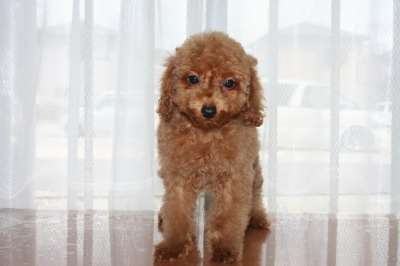 トイプードルレッドの子犬オス、生後2ヶ月半画像
