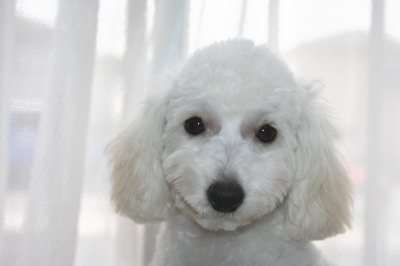 トイプードルホワイト(白色)の子犬メス、生後5ヶ月画像