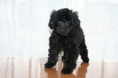 トイプードルブラック(黒色)の子犬メス、生後70日画像