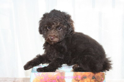 トイプードルブラウンの子犬オス、生後2ヶ月半画像
