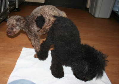 トイプードルブラック(黒色)犬の交配、種オスAMCHブラウン画像