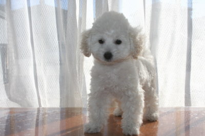 トイプードルホワイト(白色)の子犬メス、生後2ヶ月画像