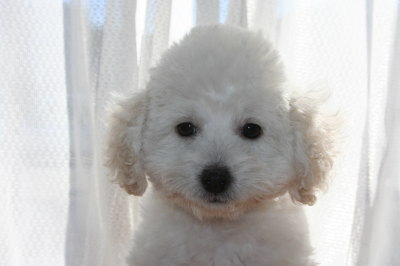 トイプードルホワイト(白色)の子犬メス、生後2ヶ月画像