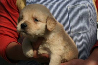 ゴールデンレトリバーの子犬メス、生後1ヶ月画像
