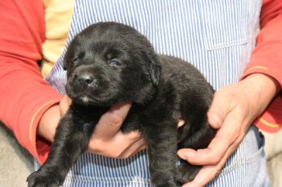 ラブラドール黒色（黒ラブ）の子犬オス、生後4週間画像