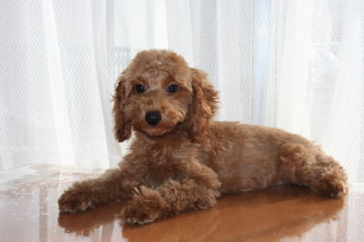 トイプードルレッドの子犬メス、生後3ヶ月画像