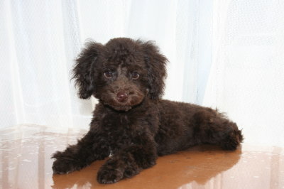 トイプードルブラウンの子犬オス、生後3ヶ月画像