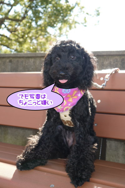 トイプードルブラック(黒色)の成犬メス画像