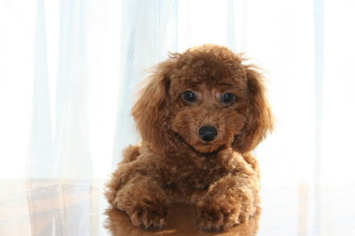 トイプードルレッドの子犬メス、生後6ヶ月画像