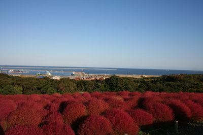 国営ひたち海浜公園(茨城県)画像