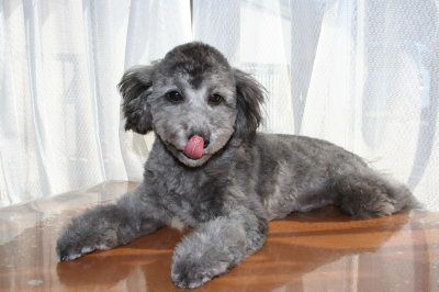 トイプードルシルバー(グレー)の子犬オス、生後6ヶ月画像