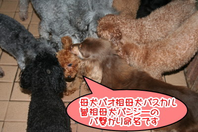 タイニーサイズ☆トイプードルレッドの子犬メス、生後4ヶ月画像