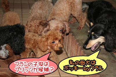 タイニーサイズ☆トイプードルレッドの子犬メス、生後4ヶ月画像