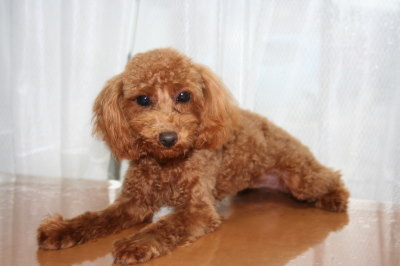 タイニーサイズ☆トイプードルレッドの子犬メス、生後6ヶ月画像