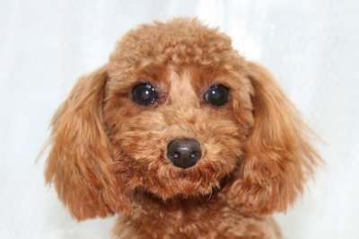 タイニーサイズ☆トイプードルレッドの子犬メス、生後6ヶ月画像