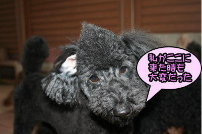 トイプードルブラック（黒色）の成犬メス画像