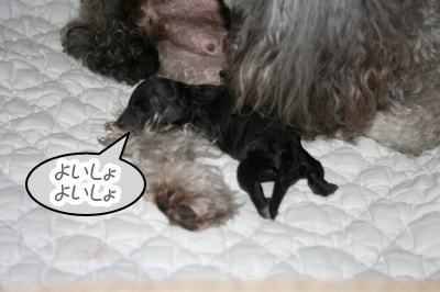 トイプードル犬の出産（お産）画像