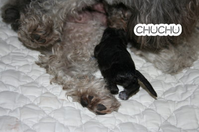 トイプードル犬の出産（お産）画像