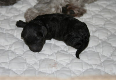 トイプードルシルバー(グレー)の子犬メス、生まれたばかり画像