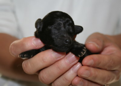 トイプードルシルバー(グレー)の子犬、生後1週間画像