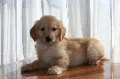 ゴールデンレトリバーの子犬オス、生後2ヶ月画像
