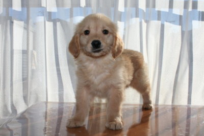 ゴールデンレトリバーの子犬オス、生後2ヶ月画像