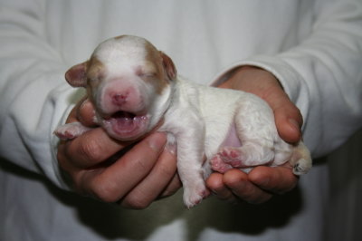 白赤(茶)パーティーの子犬オス、生後1週間画像