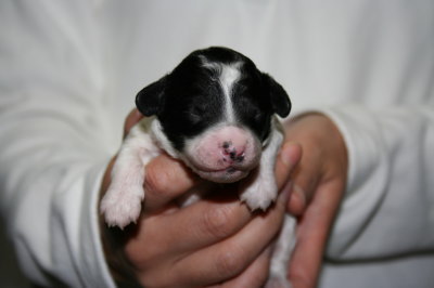 白黒パーティーの子犬メス、生後1週間画像