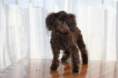 トイプードルブラウンの子犬オス、生後4ヶ月画像