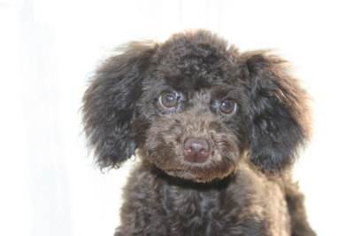 トイプードルブラウンの子犬オス、生後4ヶ月画像