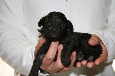 トイプードルシルバー(グレー)の子犬メス、生後3週間画像
