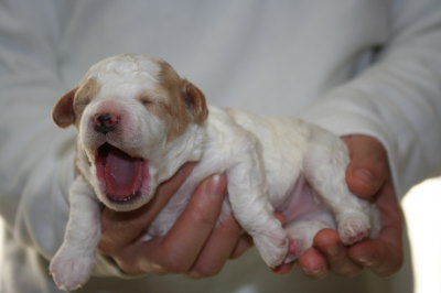 白赤(茶)パーティーの子犬オス、生後2週間画像