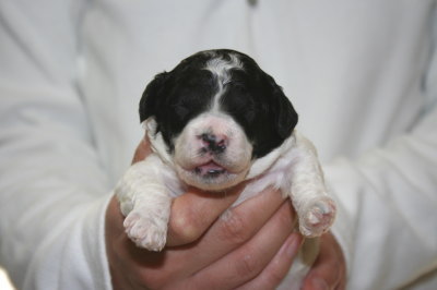 白黒パーティーの子犬メス、生後2週間画像