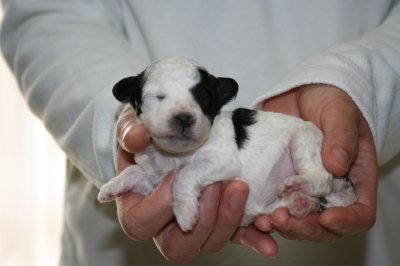 白黒パーティーの子犬メス、生後2週間画像