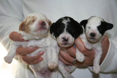 白赤パーティーオスと白黒パーティーメス2頭の子犬、生後2週間