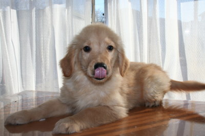 ゴールデンレトリバーの子犬オス、生後70日画像