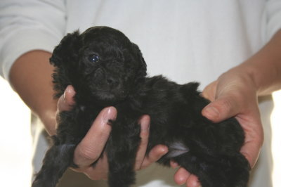 トイプードルシルバー(グレー)の子犬メス、生後4週間画像