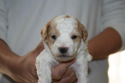 トイプードル白茶(赤)パーティーカラーの子犬オス、生後3週間画像