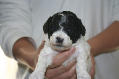 トイプードル白黒パーティーカラーの子犬メス、生後3週間画像