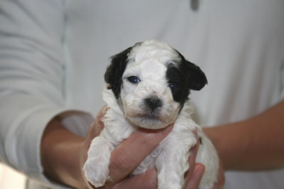 トイプードル白黒パーティーカラーの子犬メス、生後3週間画像