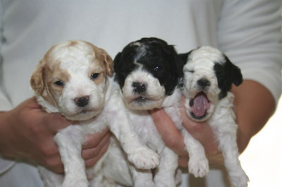 白茶(赤)パーティーオスと白黒パーティーメス2頭の子犬、生後3週間画像