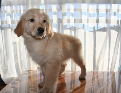 ゴールデンレトリバーの子犬オス、生後2ヶ月半画像