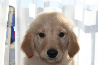 ゴールデンレトリバーの子犬オス、生後2ヶ月半画像