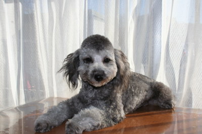 トイプードルシルバー(グレー)の子犬メス、生後7ヶ月画像